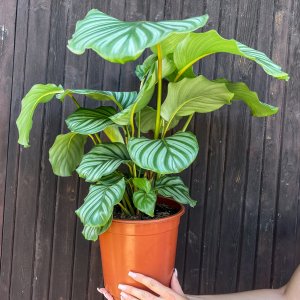 Kalatea guľatolistá (Calathea orbifolia) - výška 40-50 cm, kont. C4L